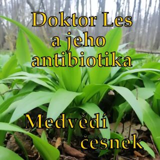 Přírodní antibiotika... #zdravavyziva #bylinky #byliny #bylinkovazahradka #lesni #les #cesnek #česnek #zdravejidlo...